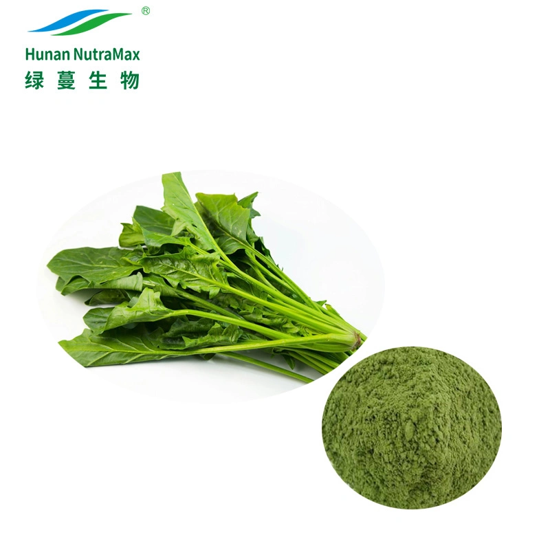 Natural Spinach Extract Powder Water Soluable for Food