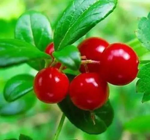 Naturally Extracted From Bearberry Skin Lightening Agent Beta-Arbutin China Factory