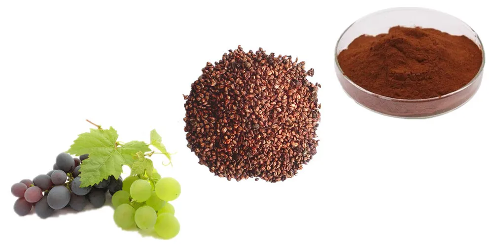 Organic Grape Seed Extract 95% OPC Grape Seed Extract Powder Bulk