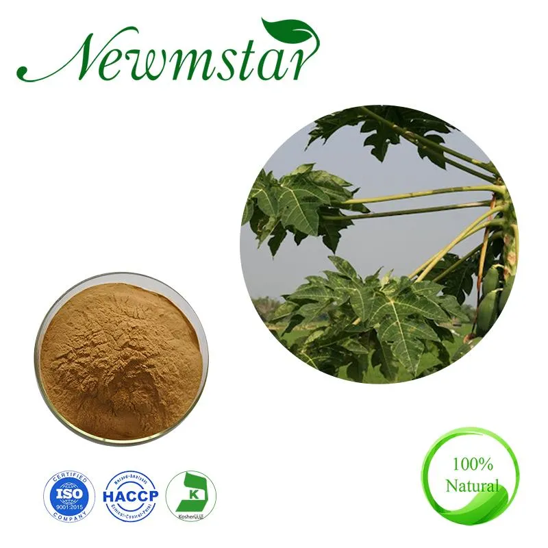 Papaya Leaf Extract Herbal Powder Extract High Quality ISO Certified Natural Pawpaw Extract