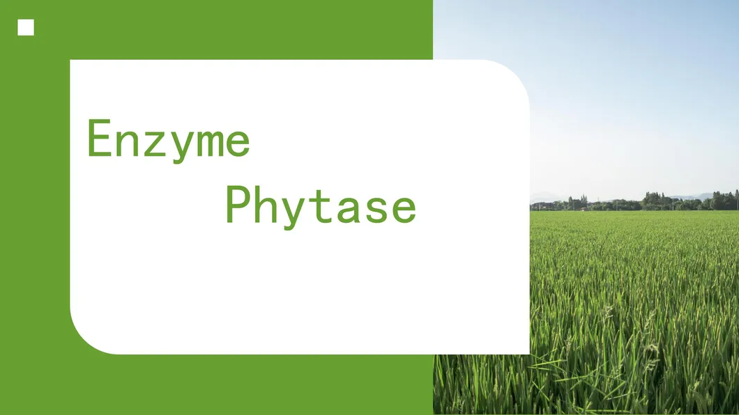 Phytase Manufacturer Enzyme Food Grade Phytase Enzyme for Baking Food Additive