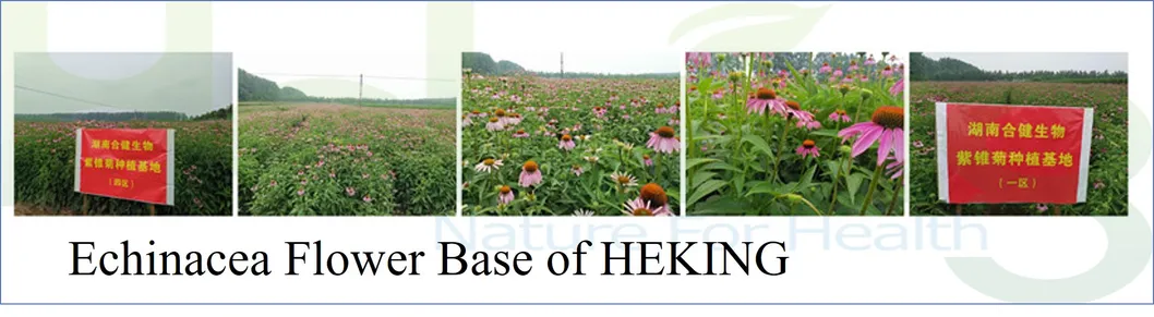 Plant Extract Powder Echinacea Purpurea Chicoric Acid Echinacea Milk Thistle Silymarin Artichoke Leaf Cynarin Extract