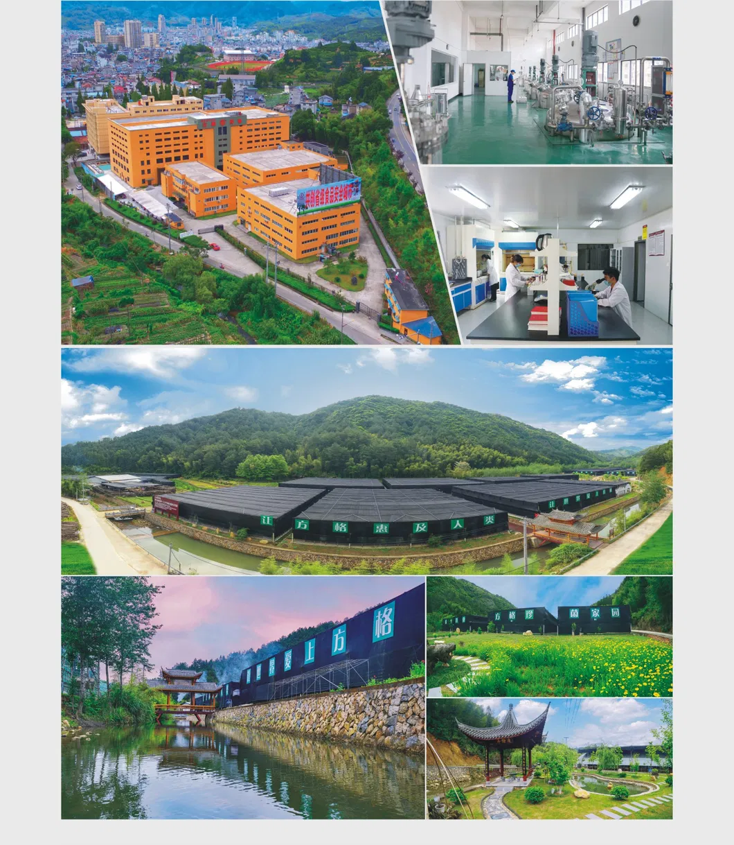Poria Cocos Extract in High Quality; Fruit Body; No. 1 Ecological Environment County;