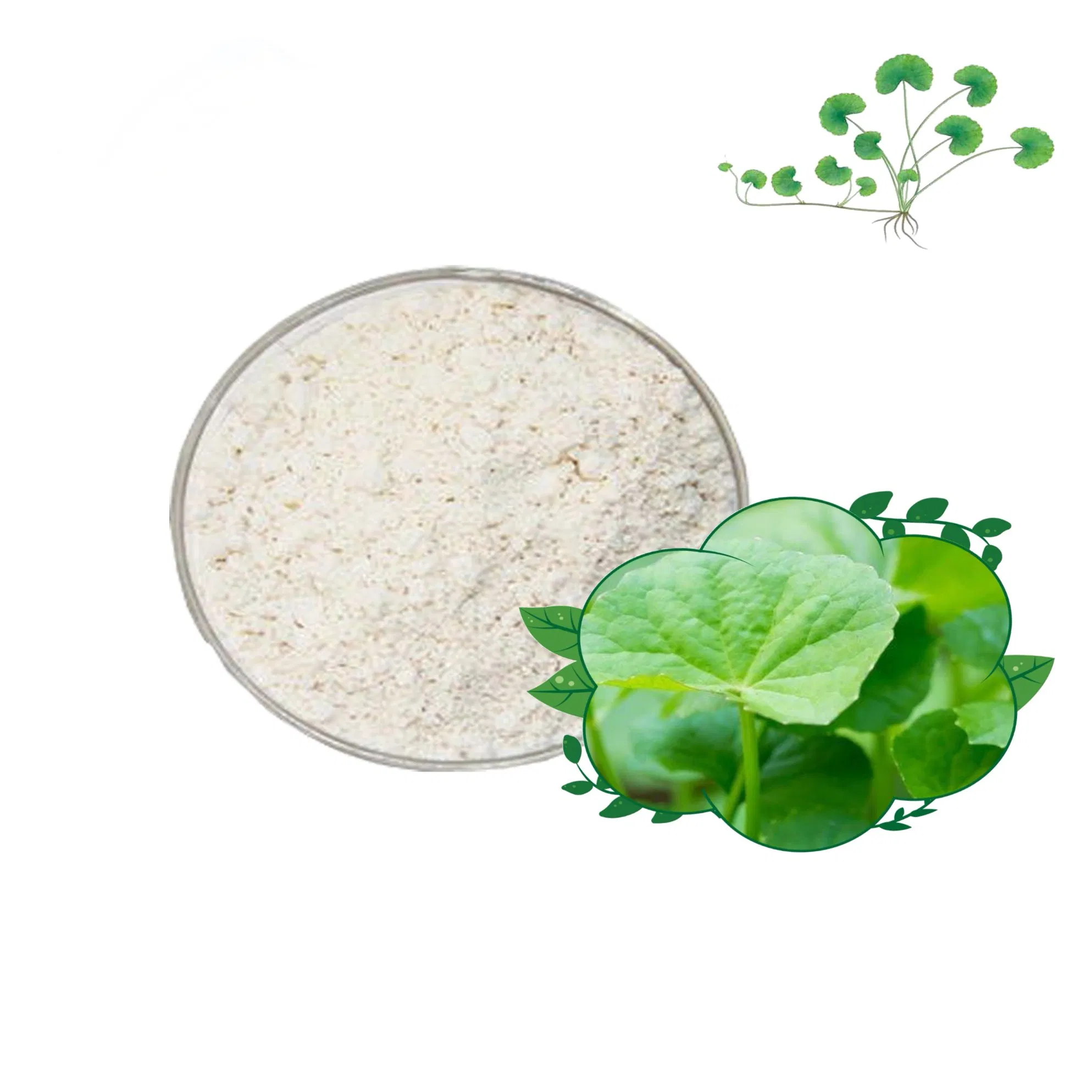 Pure Centella Asiatica Extract Powder Capsules Tablets Bulk Price