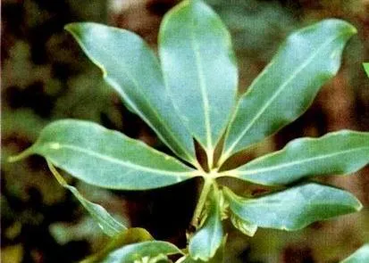 Pure Natural Star Anise Illicium Verum Extract Shikimic Acid 98% CAS# 138-95-0