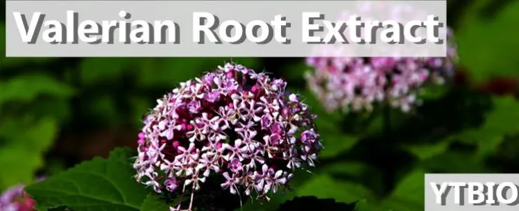 Pure Natural Valeric Acid 0.8% Valerian Root Extract