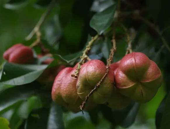 Pygeum Topengii / Pygeum Africanum Bark Extract 25% Total Sterols