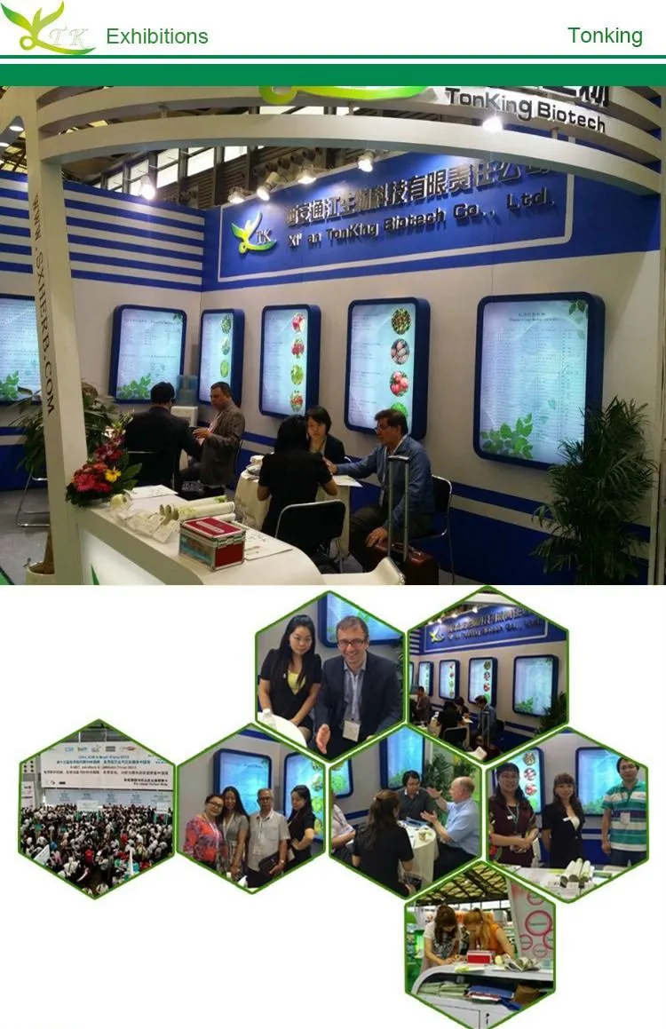Radix Angelica Tuhuo Extract 1% Ligustilide Dong Quai Angelica Sinensis Root Powder