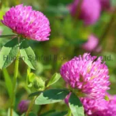 Red Clover Extract 8~40% Isoflavones for Women Health