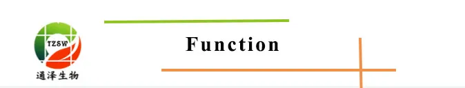 Rehmannia Root Rehmannia Root Extract Rehmannia Chinensis Root Extract 5: 1 Tlc and 10: 1 Tlc