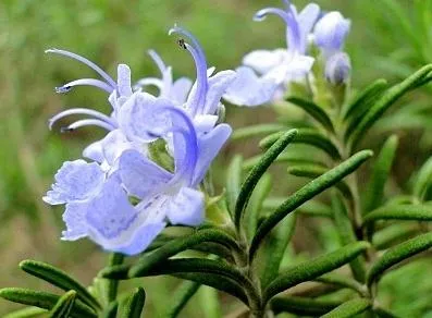 Rosmarinic Acid Powder /Rosemary Extract for Anti-Oxidation