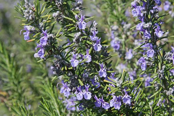 Rosmarinic Acid Powder /Rosemary Extract for Anti-Oxidation