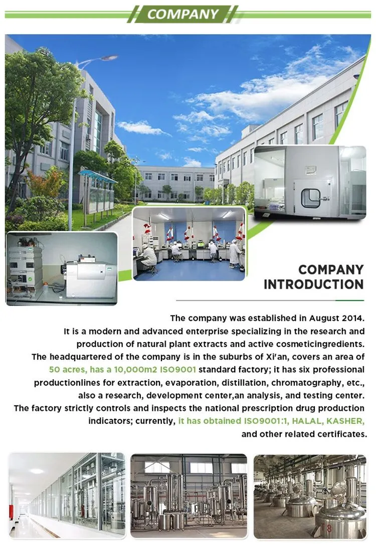 Sambucus Nigra Extract Anthocyanidins 25% Elderberry Extract