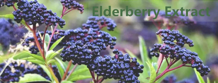 Sambucus Nigra Extract Anthocyanidins 25% Elderberry Extract