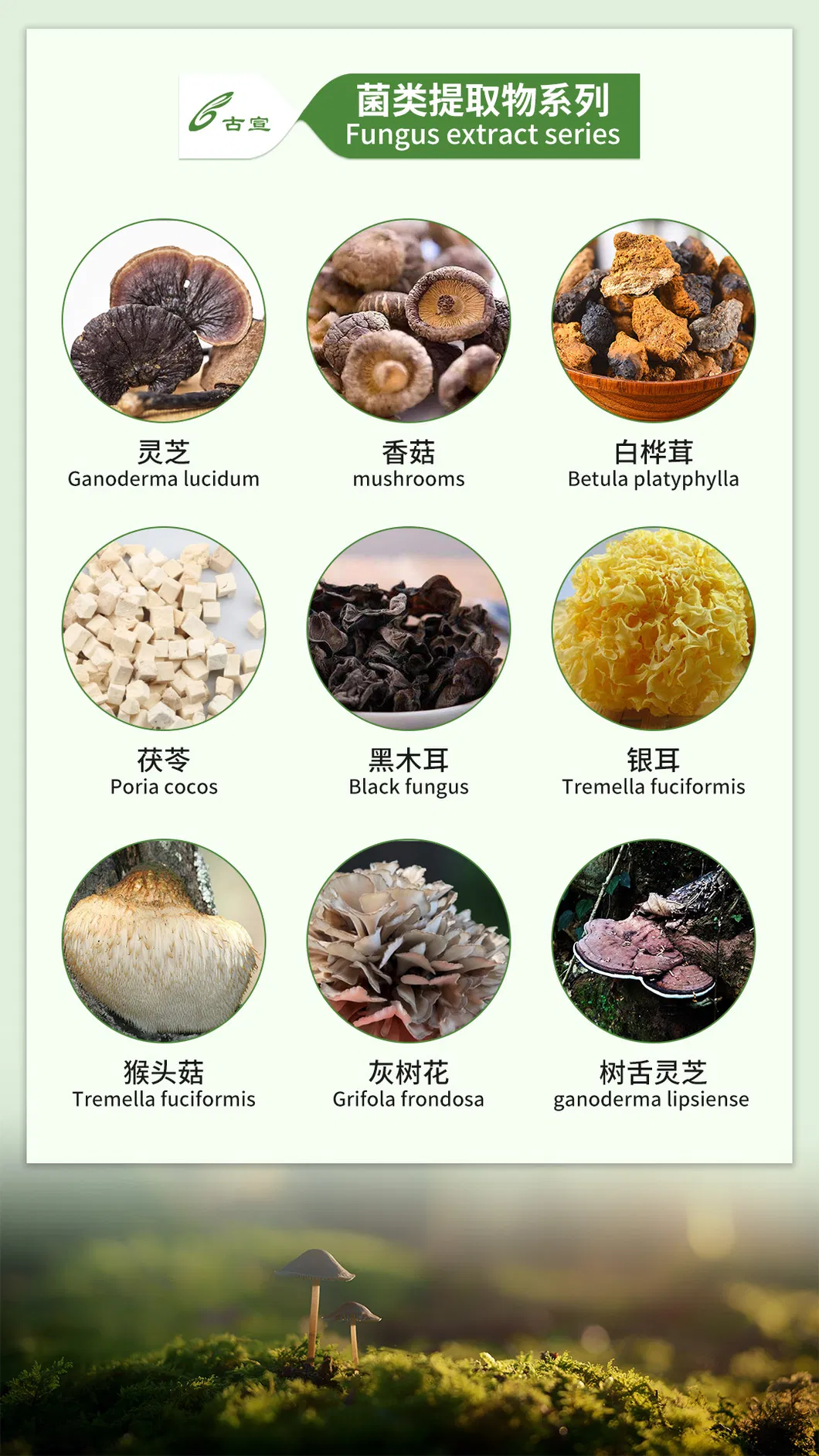 Semen Sojae Preparatum Extract