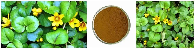 SOST Factory Supply Pure Lysimachia Christinae Hance Extract