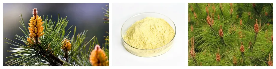 SOST Supply 20:1 Cell Wall Broken Tincture Pine Pollen Tablets