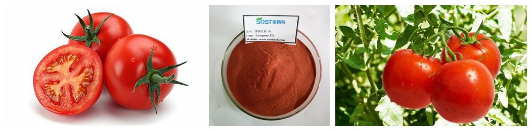 SOST Supply Nature Food Color Lycopene Powder with Best Price
