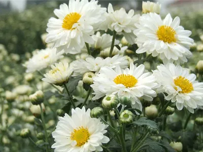 Supply Chrysanthemum Extract for Functional Beverage Industry