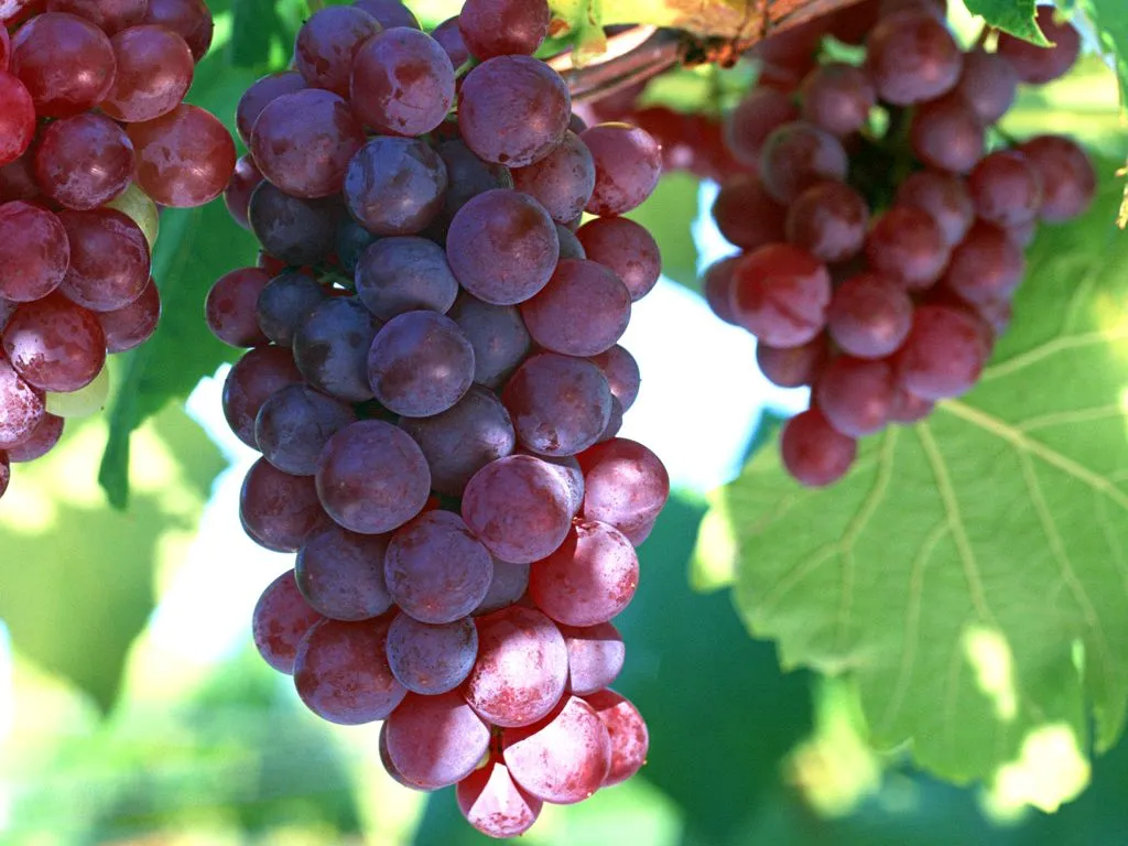 Supply Grape Seed Extract for Functional Food