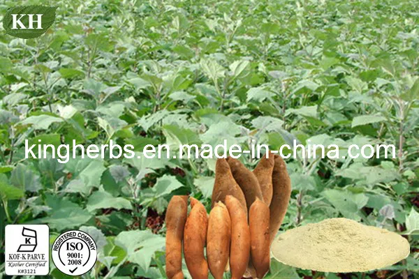 Supply High Quality Yacon Extract