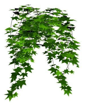 Supply IVY Extract Hederacoside C 3% 10%for Anti-Bacterial