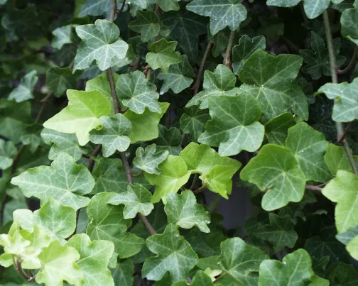 Supply IVY Extract Hederacoside C 3% 10%for Anti-Bacterial