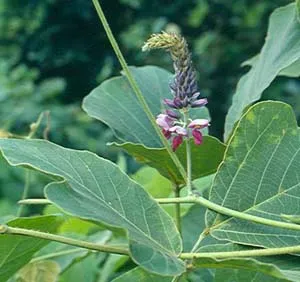 Supply Kudzu Extract for Functional Food