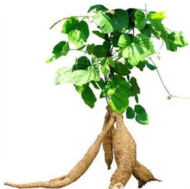 Supply Kudzu Extract for Functional Food