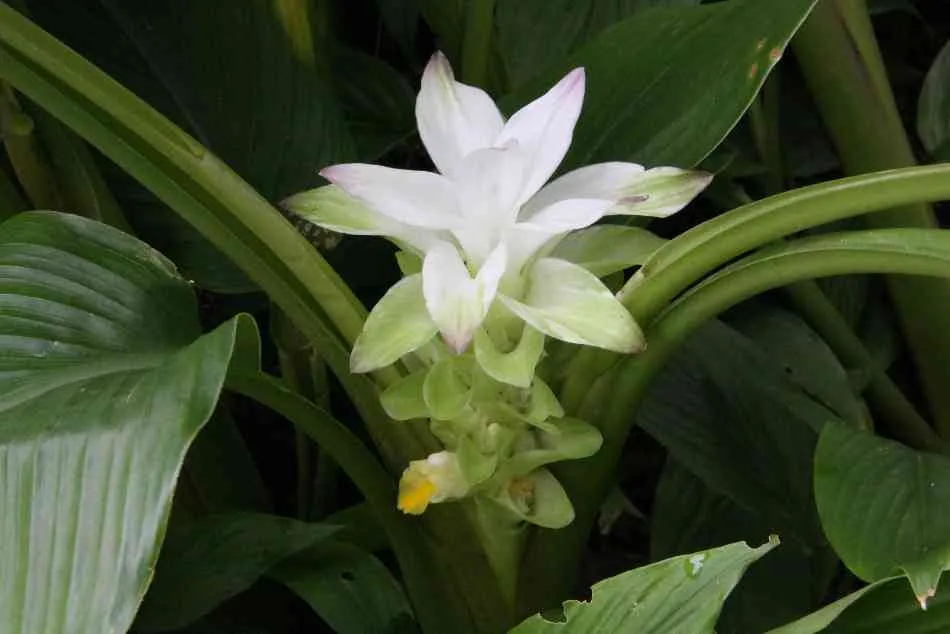 Supply Turmeric Extract 50% Curcumins for Functional Food