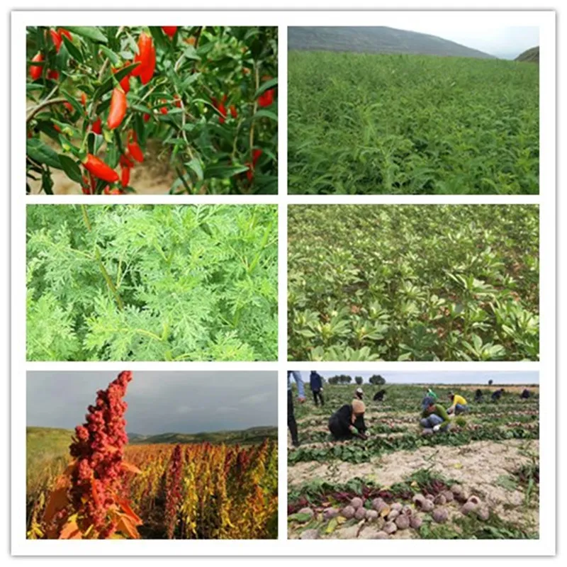Top Quality 100% Natural Boswellia Serrata Extract