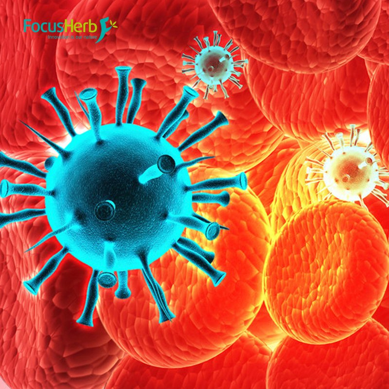 Top Quality Evodiamine & Star Aniseed Extract 10: 1 Powder