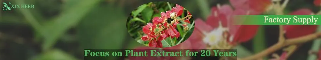 Tripterygium Wilfordii Extract Powder Thunder God Vine Extract