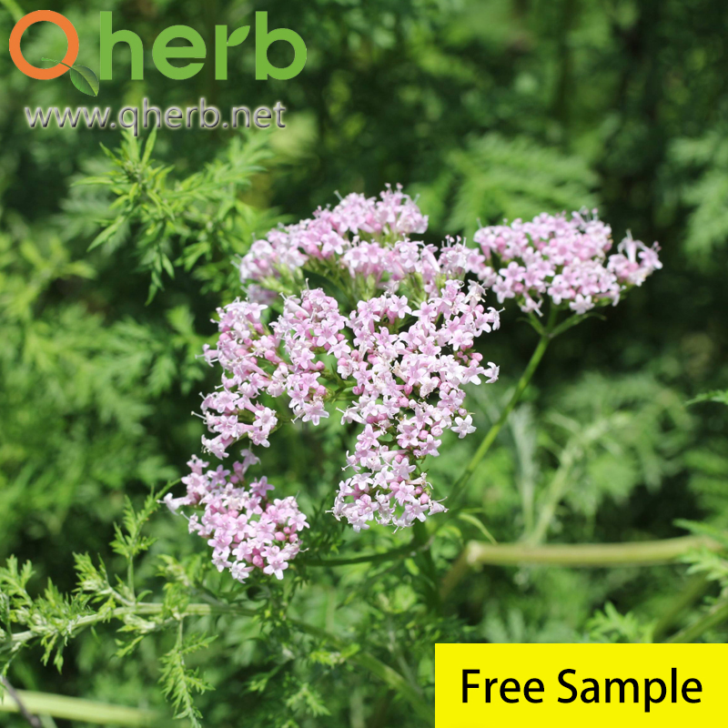 Valerian Root Valeric Acid Botanical Extract