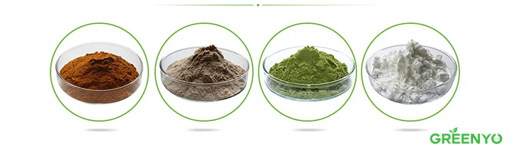 Wholesale Epimedium Extract Icariin 40%