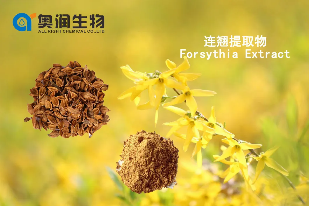 Wholesale Supply 100% Natural Forsythia Suspensa/Fructus Forsythiae Extract Powder for Healthcare