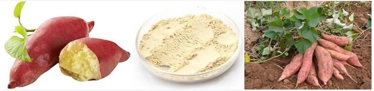 Xi`an SOST Biotech Supply EU Organic Sweet Potato Protein Powder