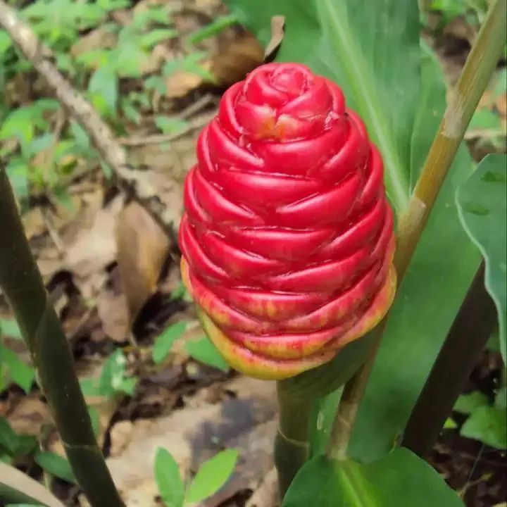 Zingiber Zerumbet Extract Powder Zerumbone Powder 98%, 99%